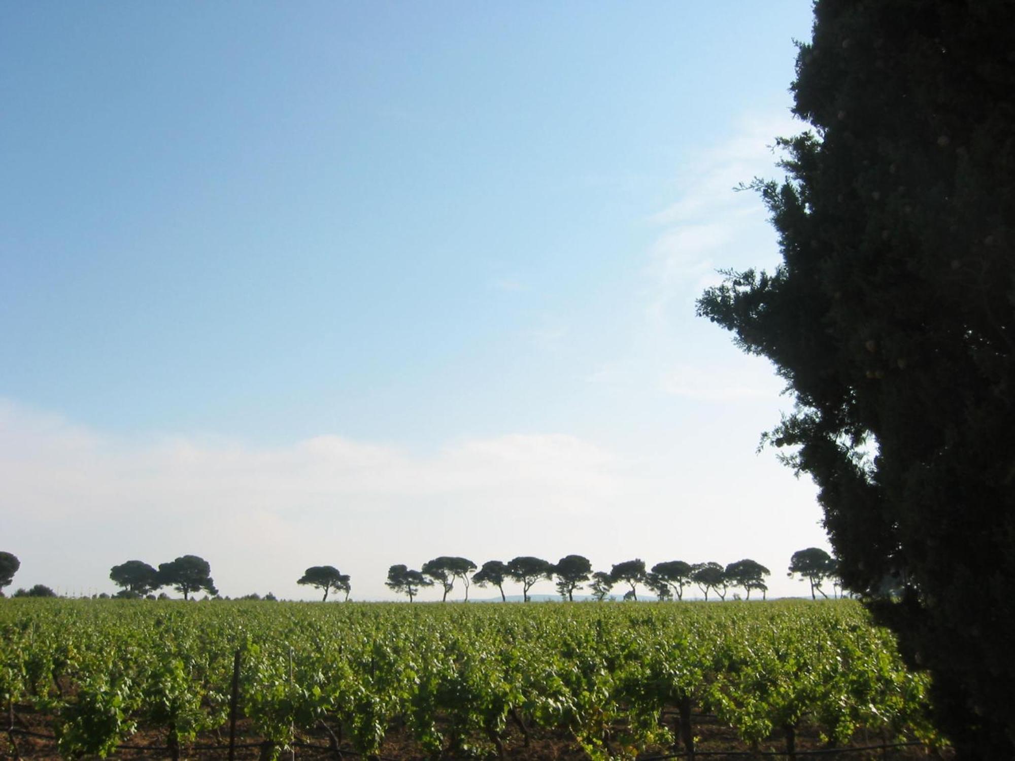 Domaine La Yole Wine Resort Вандр Экстерьер фото