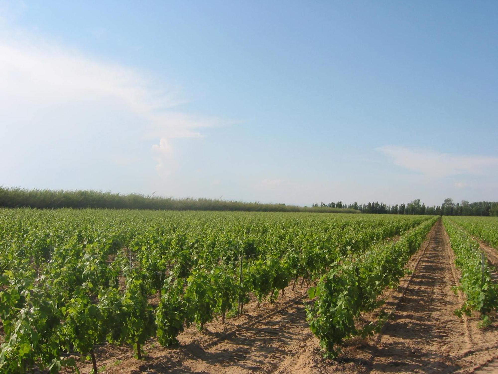 Domaine La Yole Wine Resort Вандр Экстерьер фото